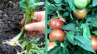 Обрезка помидор для максимального урожая!