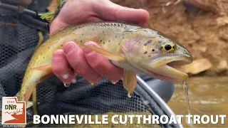 Fishing tips to help you catch Bonneville cutthroat in Utah