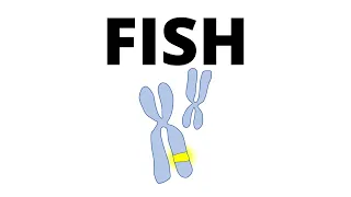 Fluorescent In Situ Hybridization (FISH) in 1 minute