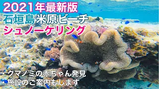 【2021年最新】石垣島米原ビーチでシュノーケリング🤿クマノミの赤ちゃん発見‼︎