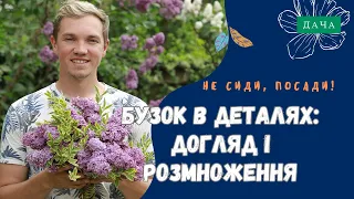 Як правильно Доглядати та Розмножувати Бузок? Види Бузку.