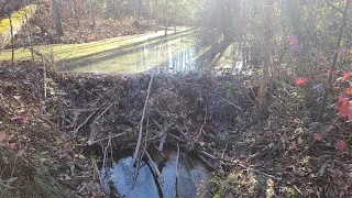 Beaver Dam Removal with Fireworks and Tannerite 💥💣