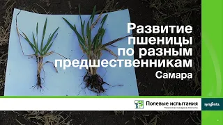 Развитие пшеницы по разным предшественникам, Самара