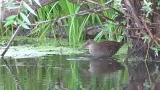 Водяной пастушок. ( Rallus aquaticus )