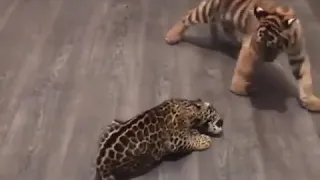 BABY JAGUAR meets BABY TIGER