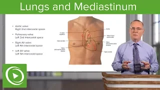 Lungs and Mediastinum – Thoracic Viscera | Lecturio