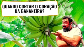 Quando cortar o CORAÇÃO da bananeira