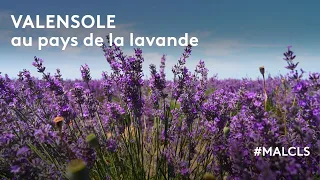 Valensole : au pays de la lavande