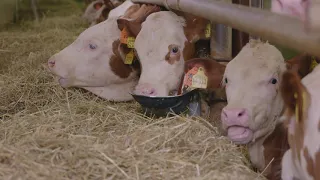 Mangfalltaler Jungbullen Erzeugergemeinschaft