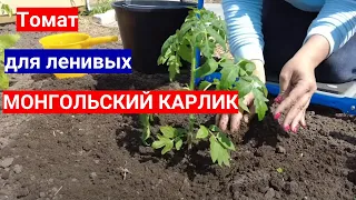 Томат без пасынкования и подвязки - сажаем томат Монгольский карлик.