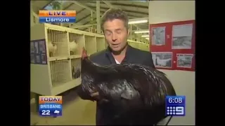 Chicken Scares Reporter