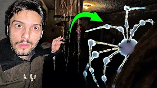 Zombie-Spinnen plötzlich überall in meinem Keller! Was nun?!