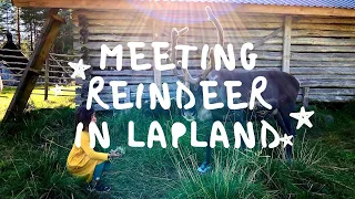 Feed The Reindeer - A Wild About Lapland Arctic Adventure