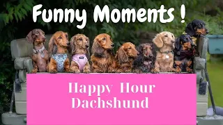 Funny Moments with Dachshund  dogs puppies One Hour Video Compilation Sausage Dogs puppies Videos