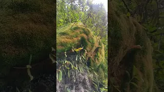 Natural waterfall