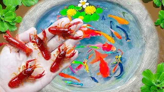 Most Amazing Catching Cherry Shrimp In Tiny Pond, Pink Tetra, Koi, Colorful Fish, Guppies, Turtles