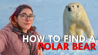 Polar Bear: The King in the North