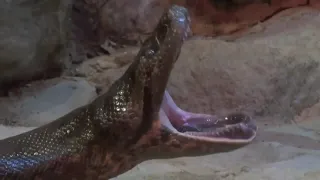 Singing Anaconda