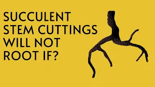 || SUCCULENT FAQ 48 || SUCCULENT STEM CUTTINGS WILL NOT ROOT IF ? ||