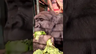 This teenage male is saving his broccoli for dessert! #gorilla #asmr #mukbang #eating