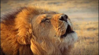 Kgalagadi lion powerful roar, Botswana