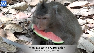 Wow!Awesome baby animals - Monkeys eating watermelon - Amazing animals