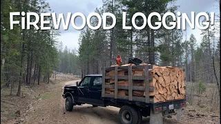 Firewood Logging (solo) Timber Falling, Limbing, Bucking, Splitting and Loading!