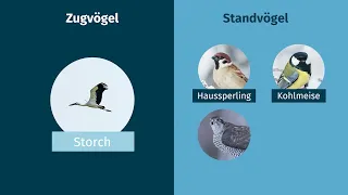 Wintersnot – Vögel auf Nahrungssuche einfach erklärt | sofatutor