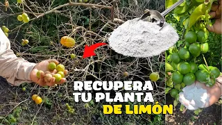No permitas que los Hongos Maten Tu Limonero - Aplica esto Planta de limón libre de Hongos