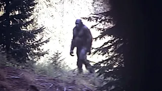 THE CLEAREST BIGFOOT PHOTOGRAPH IN EXISTENCE BETTER THAN THE PATTY FILM!!