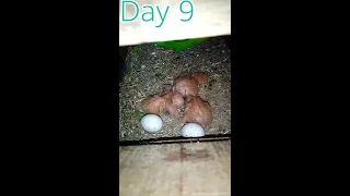 Lovebirds hatching eggs period