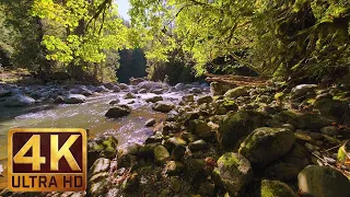 4K Virtual Forest Walk in 4K |  Relaxation Video with Nature