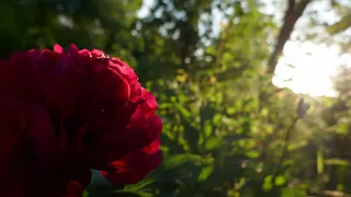 She Walks In Beauty by Lord Byron - Classic Poetry Reading