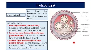 MED  Level2  GIT  Echinococcus species and Hydatid disease