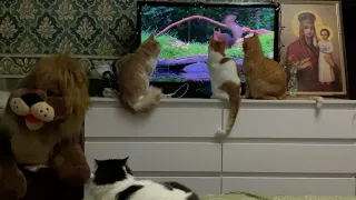 Котики Life of 6 cats. Смотрим птичек и белочек.