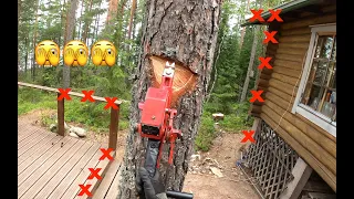 Paniikissa kaatoa: ihanan ahdasta ja helppoa. Finnish Pro Lumberjack and Husqvarna chainsaw