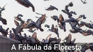 A Fábula da Floresta. Sensacional!