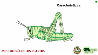 Clase # 5 morfología de los insectos, el exoesqueleto parte 1