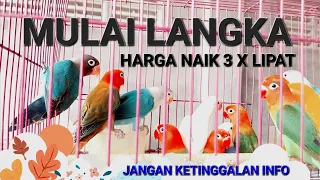 HARGA LOVEBIRD