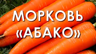 Обзор сорта моркови "Абако" (характеристики, свойства, фото)