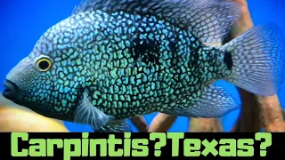 CARPINTIS CICHLID OR TEXAS CICHLID WHO REALLY KNOWS?