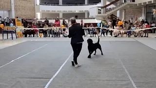 Ballo con il cane, Voronezh