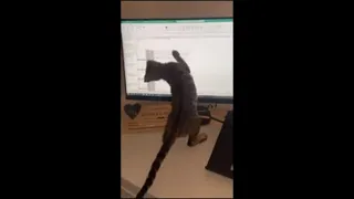 Cat Can't Stop Following the Mouse Pointer While Owner Tries to Work