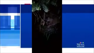 Cougar Kills Large Wolf