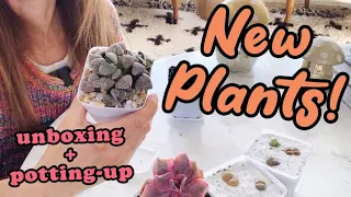 New plants in my collection | unboxing and potting-up | indoor succulents and a tour