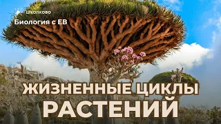 Жизненные циклы растений | ЕГЭ 2024 по биологии