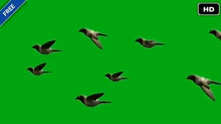 Green Screen Birds flying animation effects HD video || chroma key bird fly effects animation
