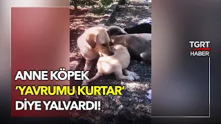 Mutlu Son: Anne Köpek 'Yavrumu Kurtar' Diye Yalvardı Vicdanlı Vatandaş Kayıtsız Kalmadı - TGRT Haber