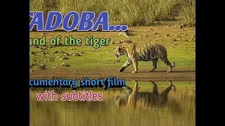 Tadoba..!! Land of the tiger!! Documentary short film!! #naturesafari