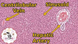 Learn Liver Histology: The Basics You Need to Know